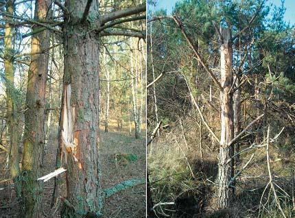 Ryc. 4. Różne stopnie uszkodzenia sosny (od gory zgodnie z ruchem wskazówek zegara: stopień 1, 1, 2, 5) na strzelnicy Jaworze Fig. 4. Different degrees of damage to the pine (from the top in a clockwise direction: stege 1, 1, 2, 5) at the Jaworze Shooting Range Tab.