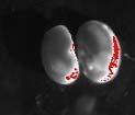 przy użyciu systemu In Vivo Optical Imaging