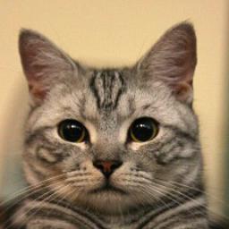 (c) house cats dogs (d)