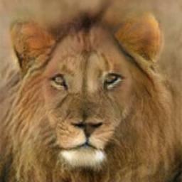 Example results of animal