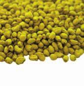 Najwyższa wydajność upraw lucerny dzięki Yellow Jacket - stworzona przez firmę Barenbrug powłoka zawierająca bakterie z grupy Rhizobium, przeznaczona do otoczkowania nasion lucerny.