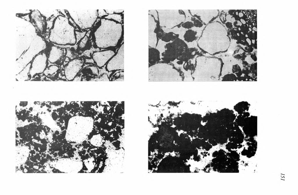 FOT. 2. Plazma o strukturze isotic-skelsepic, pow. 60 x, nikole równoległe; PHOT. 2. Isotic-skelsepic plasma structure, enlarg. 60 x, parallel niçois FOT. 3.