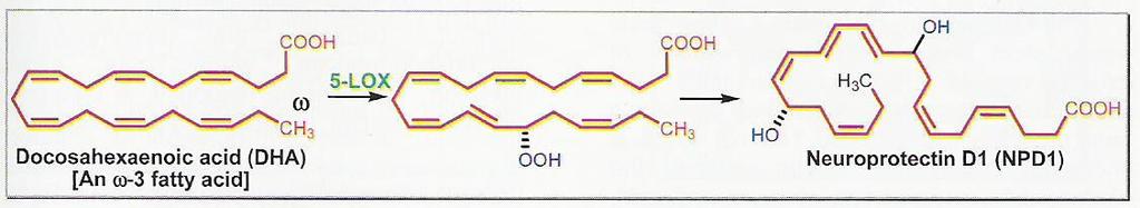 5-lipoksygenaza 