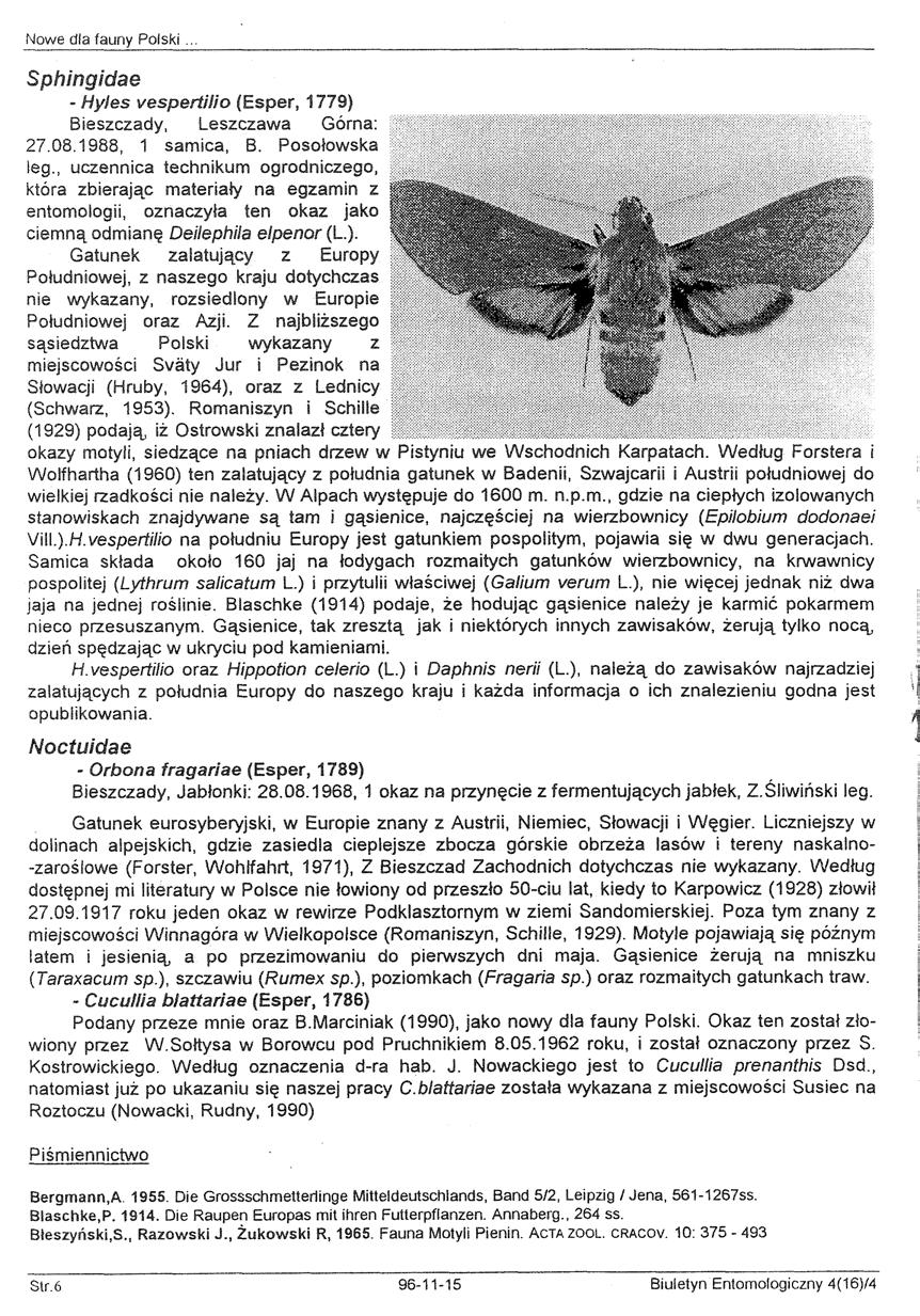 Nowe dla fauny Polski... Sphingidae - Hyles vespertilio (Esper, 1779) Bieszczady, Leszczawa Górna: 27.08.1988, 1 samica, B. Posołowska leg.