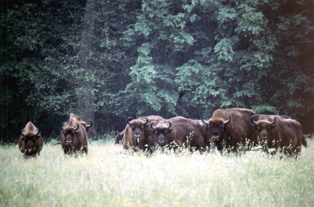 Ekologiczne skutki fragmentacji środowiska Bogumiła Jędrzejewska Instytut Biologii Ssaków Polskiej Akademii Nauk, Białowieża W końcu XX