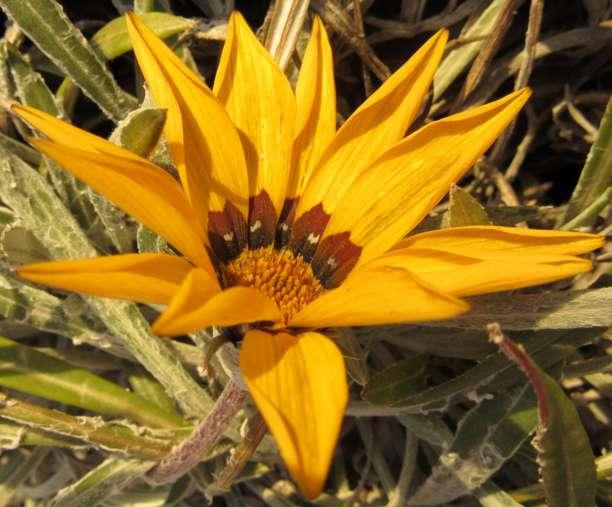 gazania w