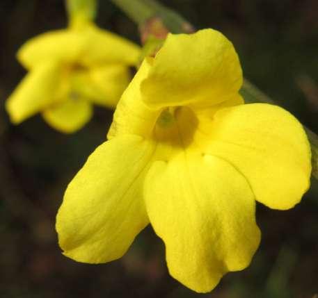 jesienny