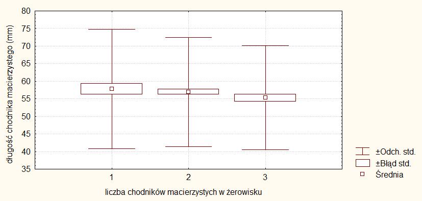 Długość chodnika macierzystego nie była zależna od liczby chodników macierzystych w żerowisku (ryc.