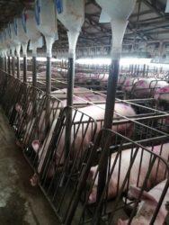https://www. fot. Damian Knecht POLSUS prowadzi kontrolę nad populacją świń hodowlanych W Polsce kontrolę nad populacją świń hodowlanych prowadzi Polski Związek Hodowli Trzody Chlewnej POLSUS.