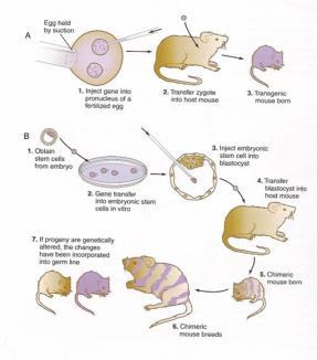 Schematy tworzenia myszy GMO GMO - przykłady Transgeneza