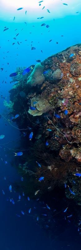 NURKOWANIE Heian Maru 28m Leży na lewej burcie Wybudowany w 1930 r. jako wielki statek pasażerski pierwszą podróż odbył z Hong Kongu do Seattle. Przyłączony został do Marynarki Wojennej w 1941 r.