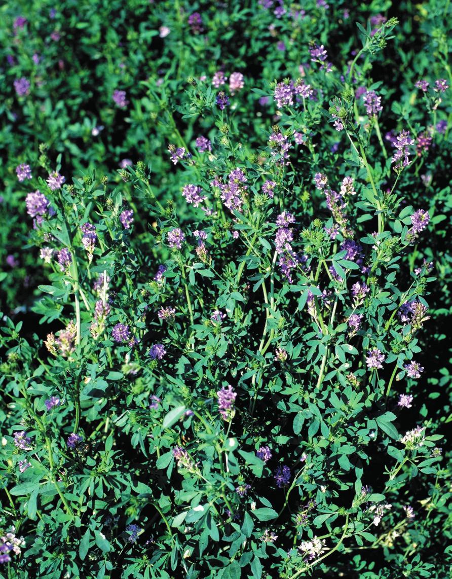 MOTYLKOWE DROBNONASIENNE LUCERNA MIESZAŃCOWA Lucerna mieszańcowa przeznaczona jest do uprawy na wielokośne użytkowanie.