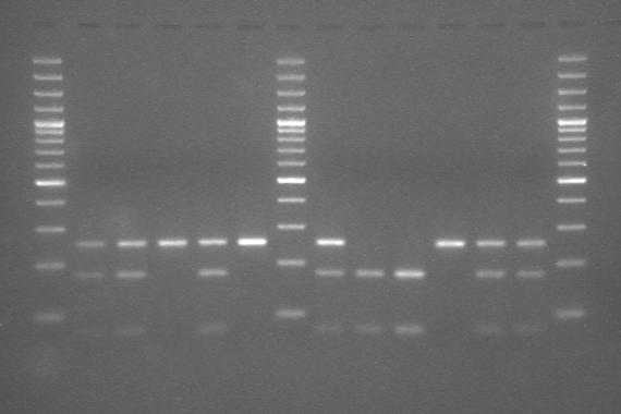 Wyniki - ocena genotypu 1000 pz 500 pz Ryc.9.