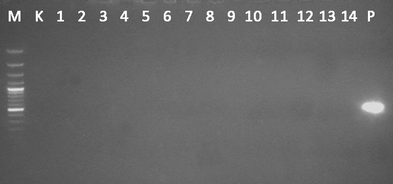 Wyniki - ocena fenotypu detekcja patotypu P BNYVV 1000 pz 500 pz A B Ryc.5. Walidacja detekcji BNYVV RNA5 w RT-PCR.