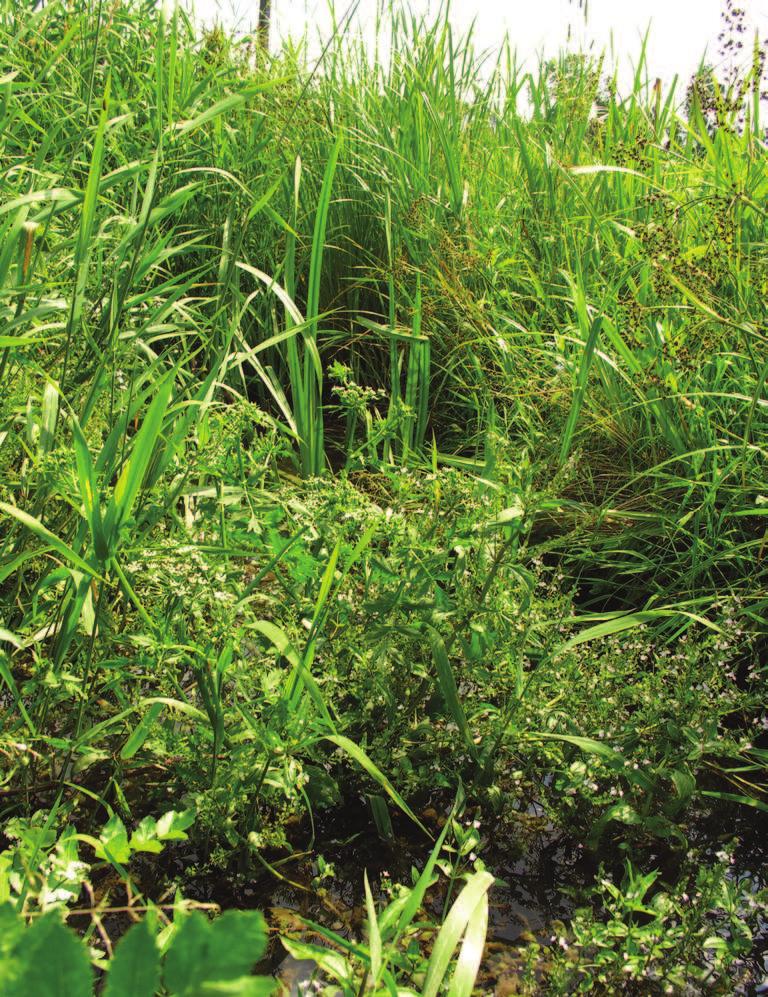 , Myosotis palustris (L.) NATH., Berula erecta (HUDS.) COV., single clumps of Phalaris arundinacea L.; water column Elodea canadensis MICHX (a. RICH.). Fot. 2.
