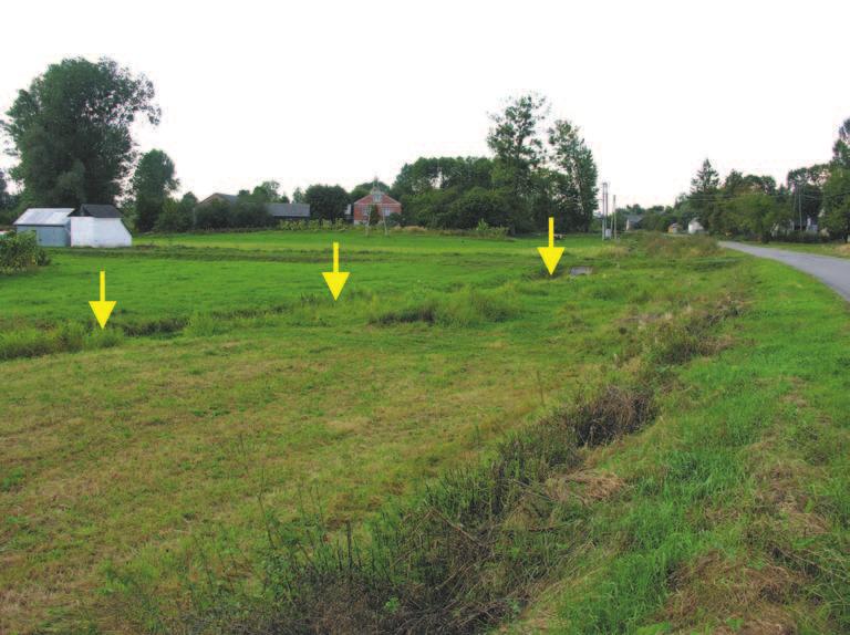 The overgrown stretch of the River Rakówka without Coenagrion ornatum. River bank compact swamp of Phalaris arundinacea, water column Veronica beccabunga.