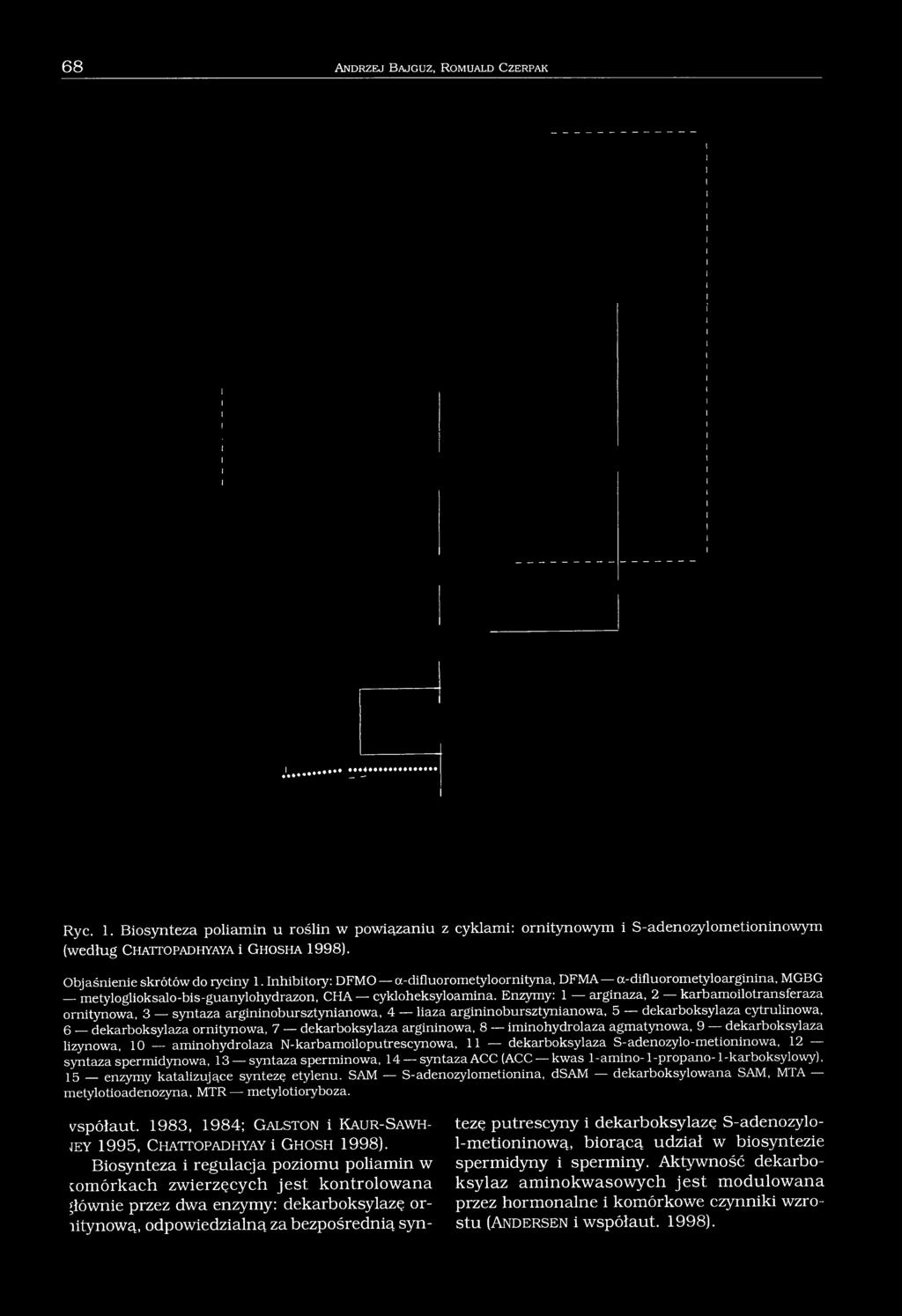 Inhibitory: DFMO a-difluorometyloornityna, DFMA a-difluorometyłoarginina, MGBG metyloglioksalo-bis-guanylohydrazon, CHA cykloheksyloamina.