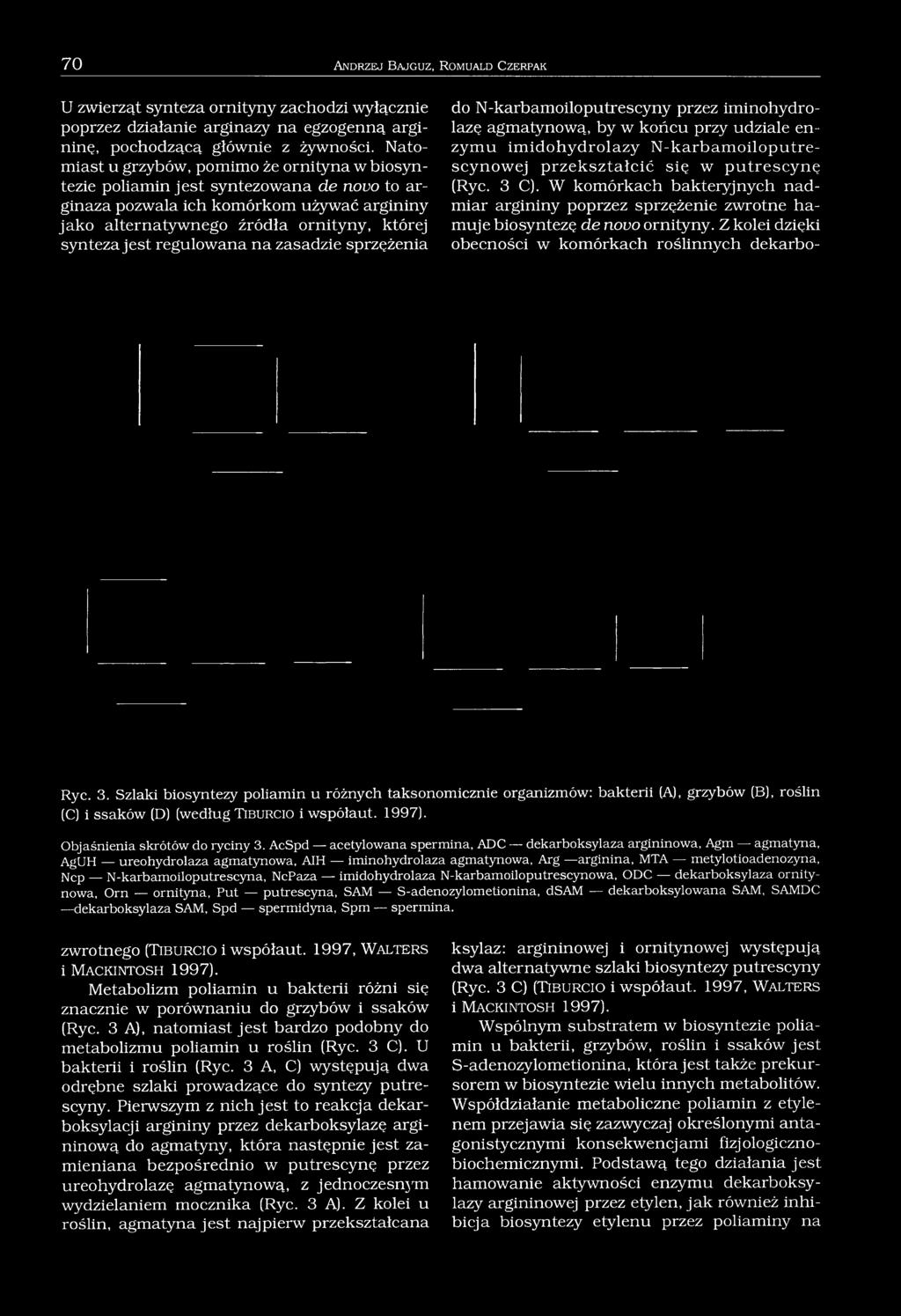 regulowana na zasadzie sprzężenia do N-karbamoiloputrescyny przez iminohydrolazę agmatynową, by w końcu przy udziale enzymu imidohydrolazy N-karbamoiloputrescynowej przekształcić się w putrescynę