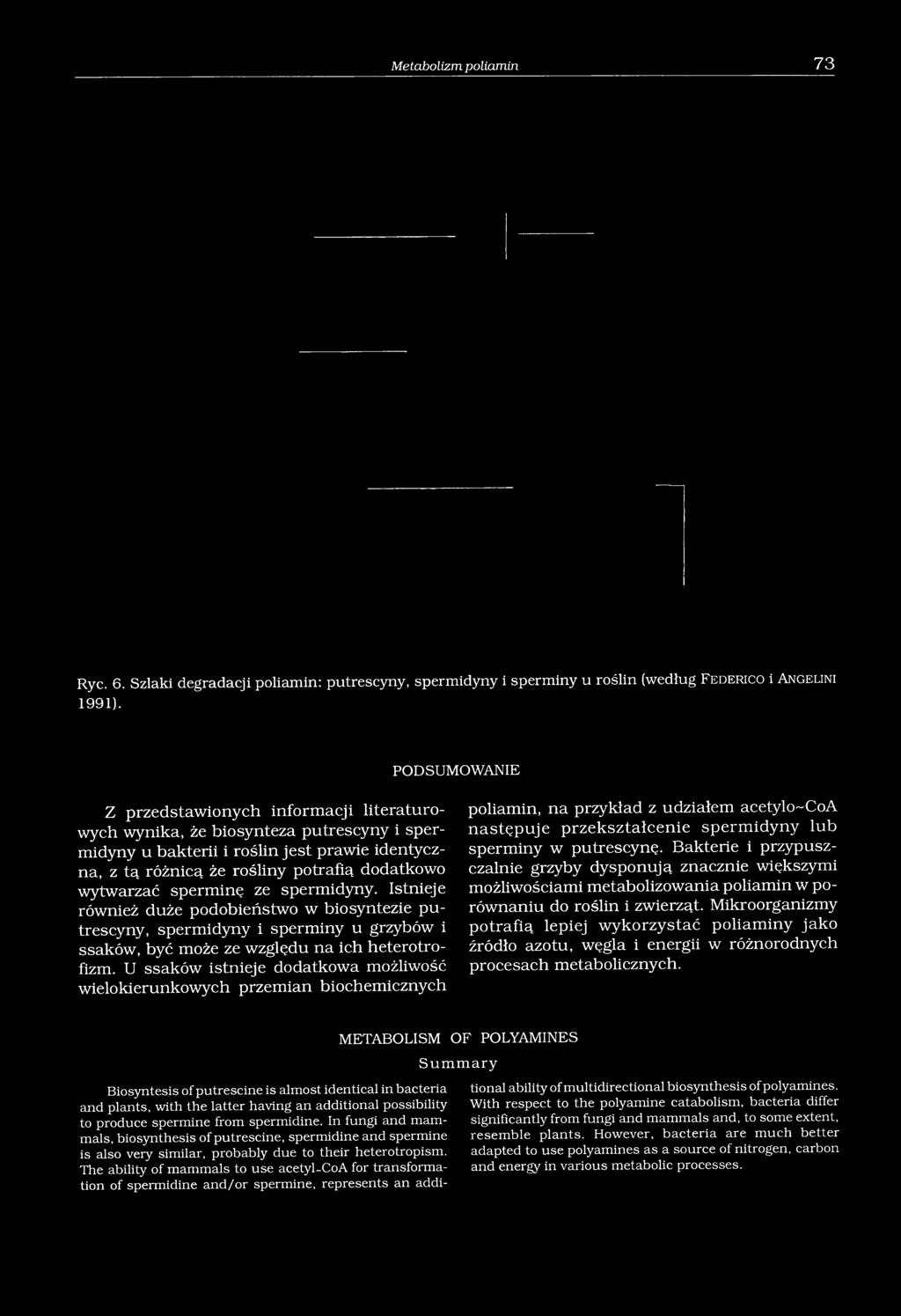 sperminę ze spermidyny. Istnieje również duże podobieństwo w biosyntezie putrescyny, spermidyny i sperminy u grzybów i ssaków, być może ze względu na ich heterotrofizm.