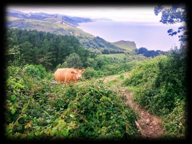 Dzień 4 Zumaia -> wioska 10 km przed Markina-Xemein (32 km) Dzisiejszy dzień jest wyjątkowy, ponieważ świętujemy nasze pierwsze 100 km! Ale zaczniemy od samego początku.