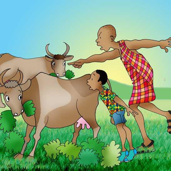 Pewnego ranka, Odongo zabrał krowy babci na pastwisko. Krowy wbiegły na pole sąsiada.