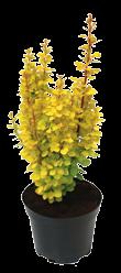 semperflorens
