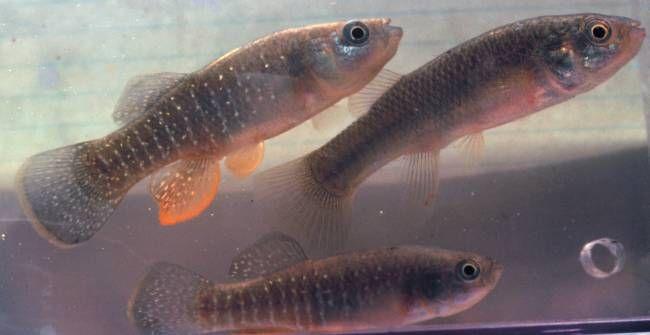 Rozmieszczenie przestrzenne Partenogeneza Komórka rozrodcza ma niezredukowaną liczbę chromosomów