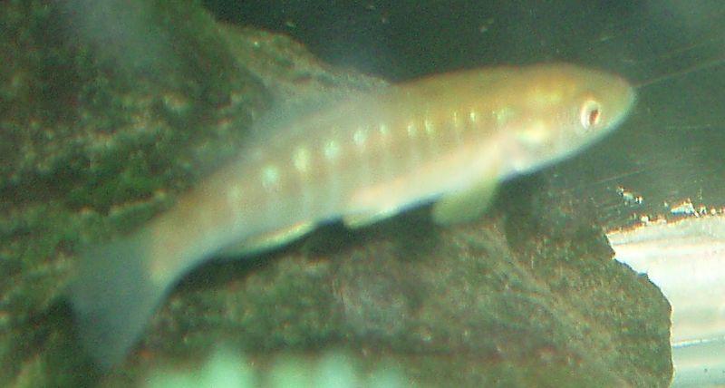 heterozygotyczności z gatunkami rodzicielskimi można wykazać, że gatunek partenogenetyczny powstał na