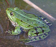 Identyfkacja hybryd P. kl. esculentus żaba wodna (P. lessonae P.