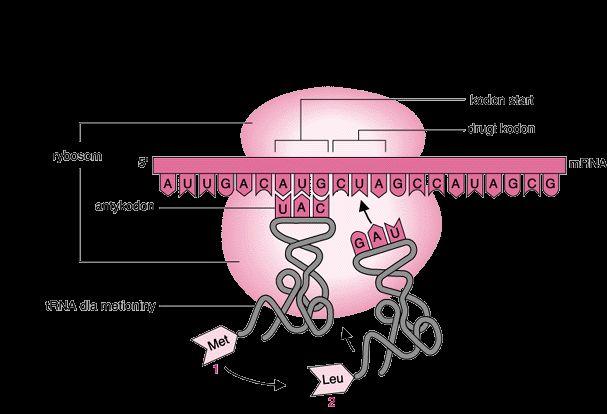 Geny rdna jako markery rybosom maszyneria do translacji (RNA białko) złożony z 50 białek i
