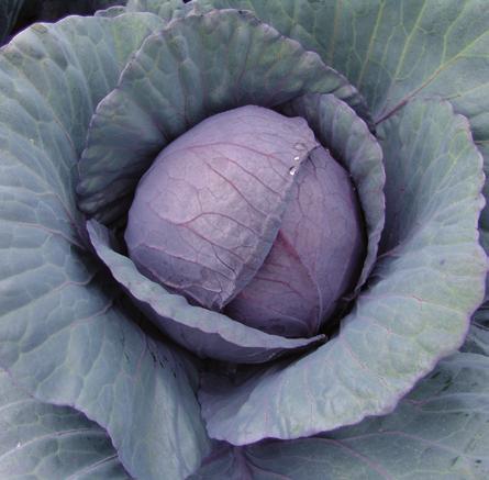 kapusta głowiasta czerwona MODERAT F1 kapusta głowiasta czerwona KVIT F1 Brassica oleracea L. convar.capitata (L.) Alef. var.