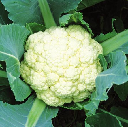 bora kalafior odmiana bardzo wczesna; 60 65 dni róża biała, zwarta, odporna na fioletowienie przeznaczona do wczesnych upraw polowych wymaga intensywnej agrotechniki uprawy bardzo