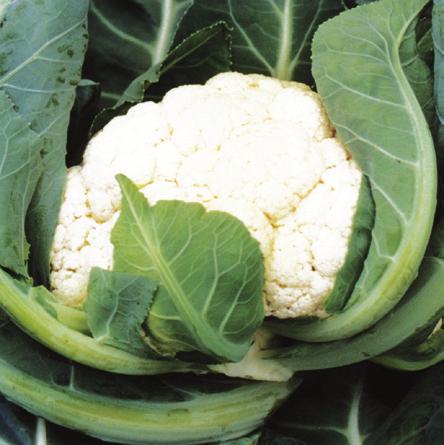 zalecana rozstawa 25 x 30 cm delta Brassica oleracea L. convar.