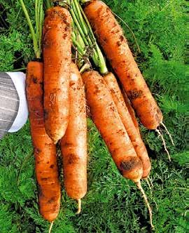 Marchew NANTES 5 Naba Bardzo wczesna, nantejska odmiana o gładkim, walcowatym korzeniu, tępo zakończonym, intensywnie wybarwionym o długości ok. 20 cm.