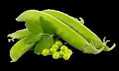 średnioowocowe 5 Pomidory żółte 5 Papryka 6 Fasola karłowa