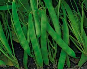 Odporność: wirus zwykłej mozaiki fasoli, antraknoza, bakterioza obwódkowa fasoli (Pseudomonas syringae pv. phaseolicola).