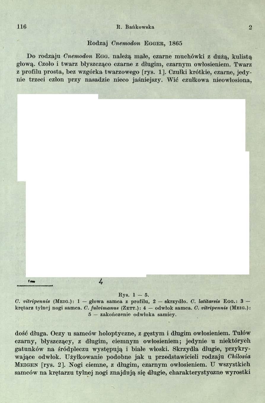 116 R. Bańkow ska o Eodzaj Cnemodon E gger, 1865 Do rodzaju Cnemodon E g g. należą małe, czarne muchówki z dużą, kulistą głową. Czoło i twarz błyszcząco czarne z długim, czarnym owłosieniem.