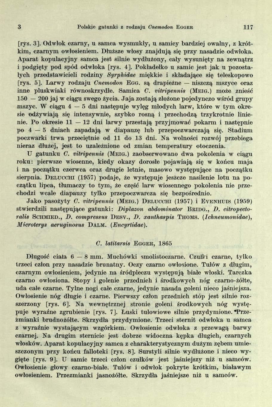 3 Polskie gatunki z rodzaju Cnemodon E gger 117 [rys. 3]. Odwłok czarny, u samca wysmukły, u samicy bardziej owalny, z k ró t kim, czarnym owłosieniem.