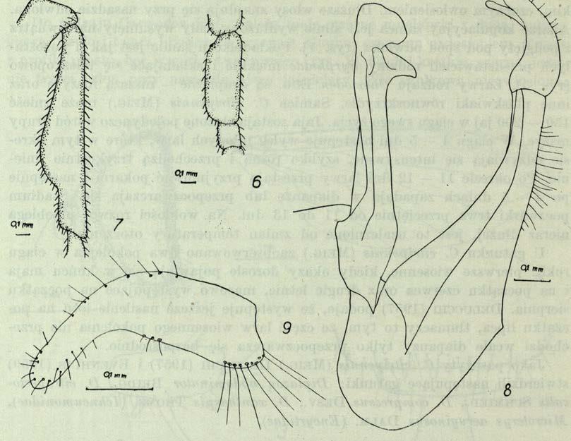 fulvimanus ( Z e t t e r s t e d t, 1843) Długość ciała 5 6 mm. Ubarwienie brunatnoczarne. Czułki brunatne, trzeci człon zwłaszcza w dolnej części jasnobrunatny.