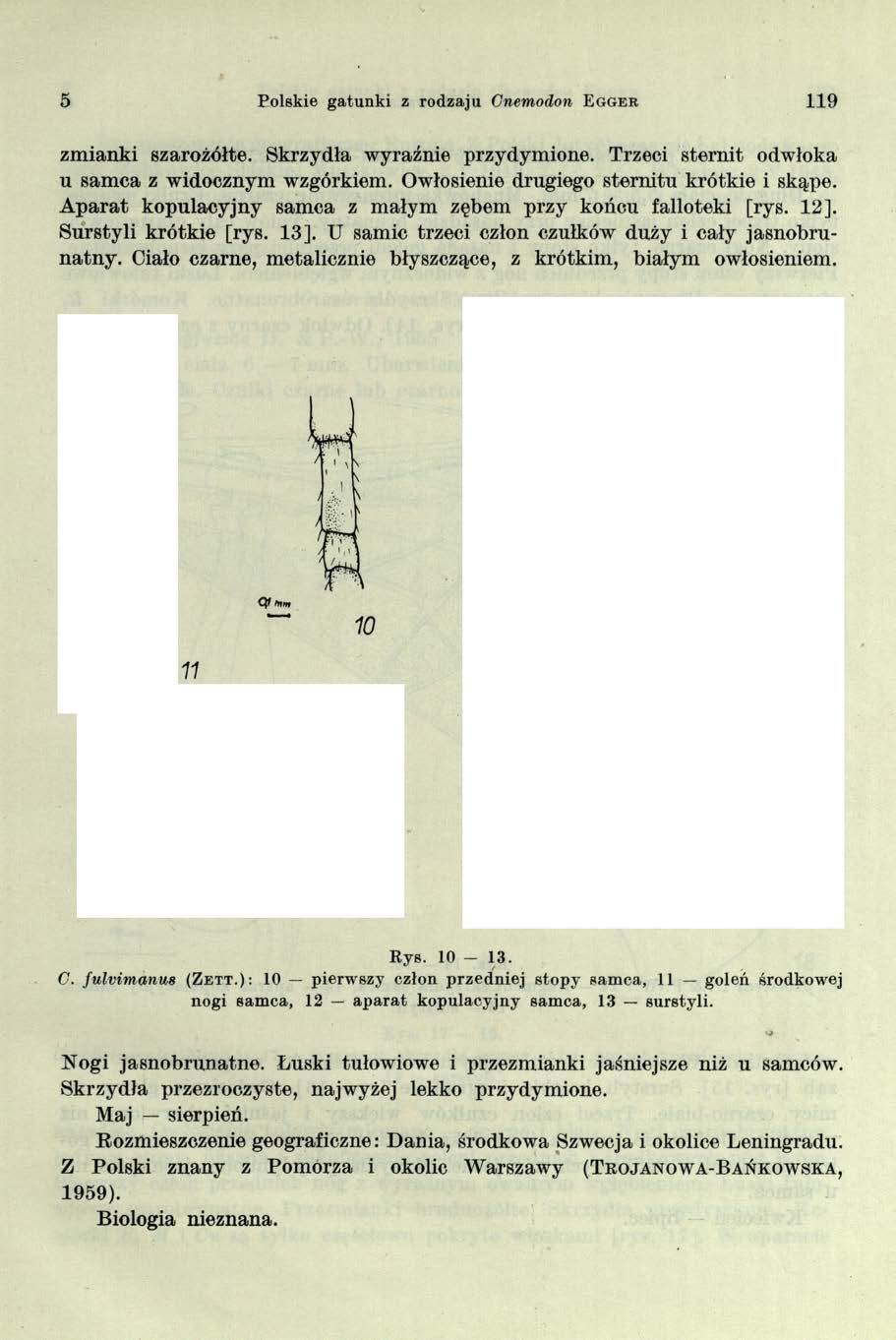 5 Polskie gatunki z rodzaju Cnemodon E g g e r 119 zmianki szarożółte. Skrzydła wyraźnie przydymione.