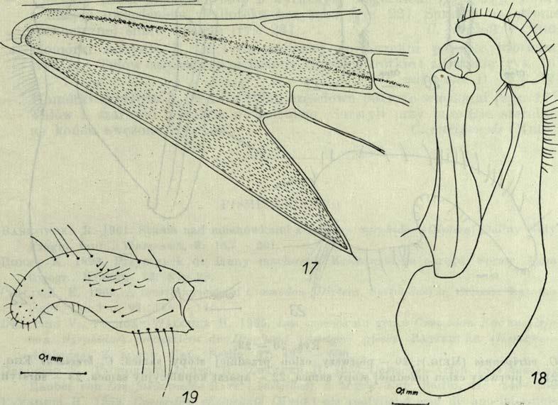 vitripennis ( M e ig e n, 1822) Syn.: C. dreyfusiae D. & P.-W., 1955 Długość ciała 6 7 mm. Ubarwienie brunatnoczarne. Owłosienie głowy czarne, długie.