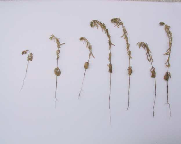 Wybrane rośliny z objawami charakterystycznego pastorałowatego zwijania i zasychania (Fot. K. Wielgusz) CZYNNIK CHOROBOTWÓRCZY: Fusarium oxysporum L. f. sp.