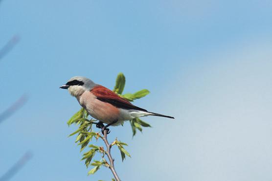 drzewny Anthus trivialis oraz lelek Caprimulgus europeaus, obecnie w lasach zasiedlające przede wszystkim uprawy (Zawadzka i in. 2018), oraz cietrzew Lyrurus tetrix (Zawadzka i in.