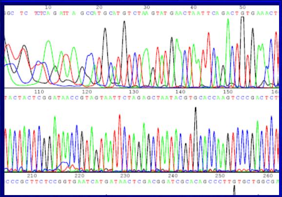 Autoradiogram otrzymany w wyniku manualnego sekwencjonowania i znakowania