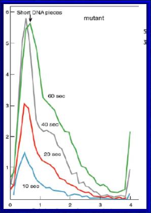 Na podstawie ruchliwości określono długość fragmentów. Fragmenty kazaki mają 1000-2000 nukleotydów u Prokariota i 100-200 u Eukariota. kazaki et al.