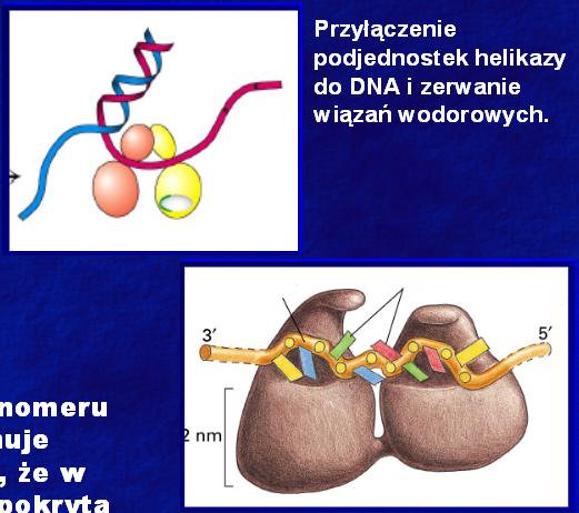 2. Inicjacja: początek replikacji U Eukariota inicjacja może zachodzić w różnym czasie w poszczególnych miejscach.