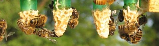 Czynniki wpływające na przyjęcie matki pszczelej Stan rodziny