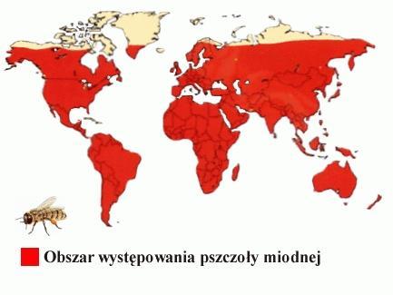 Systematyka Nadrodzina: pszczoły i grzebacze Apoidea (ok.30 tys. gatunków, Polska - 454) Rodzina: pszczołowate Apidae Rodzaj: pszczoła Apis (7 gat.