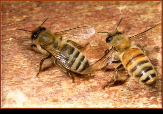 Linie pszczoły kraińskiej: niemieckie Łagodne i bardzo łagodne Wyrównane genetycznie Wysoko rojliwe, ale dające