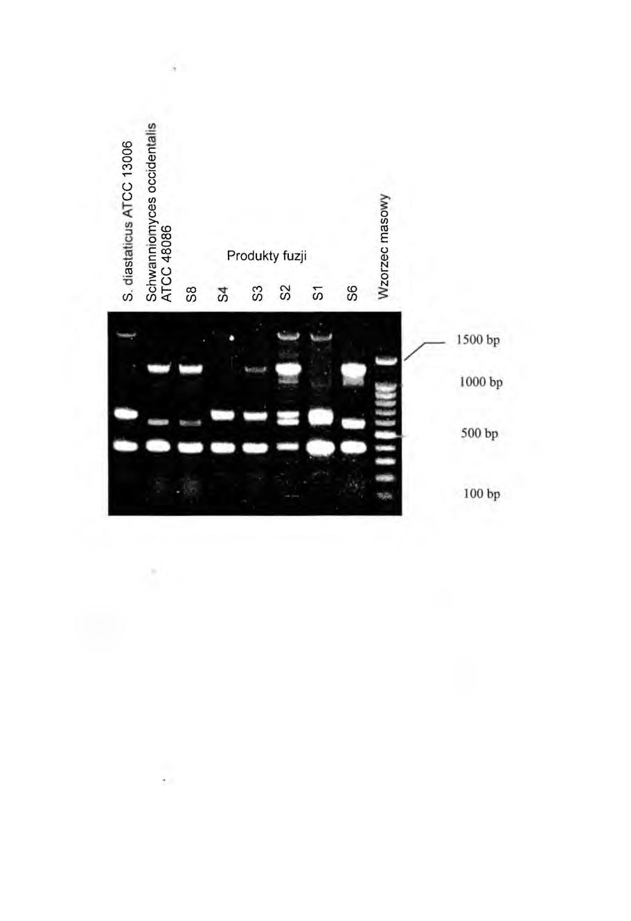 72 Joanna Kawa-Rygielska jednym z partnerów fuzji i tak mieszańce S8 i S6 z Schwanniomyces a SI i S4 z Saccharomyces, (Rys. 1)